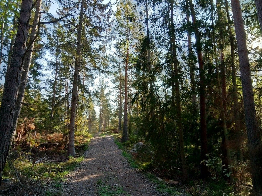 Upptäck tysta vandringsleder i Dalarna: 5 natursköna rutter bortom folkmassorna